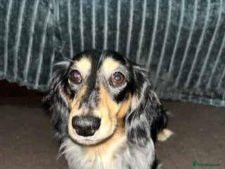 Miniature Dachshund dogs - Advert 23