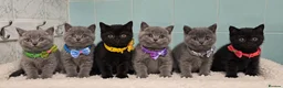British Shorthair cats for sale: Beautiful British Shorthair Kittens for LovingHome - Advert 1