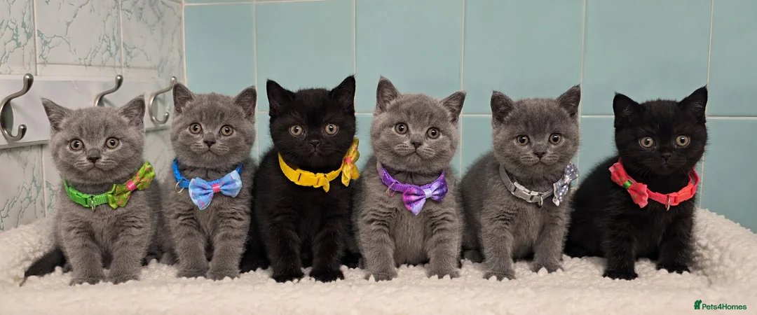 British Shorthair cats for sale: Beautiful British Shorthair Kittens for LovingHome - Advert 1