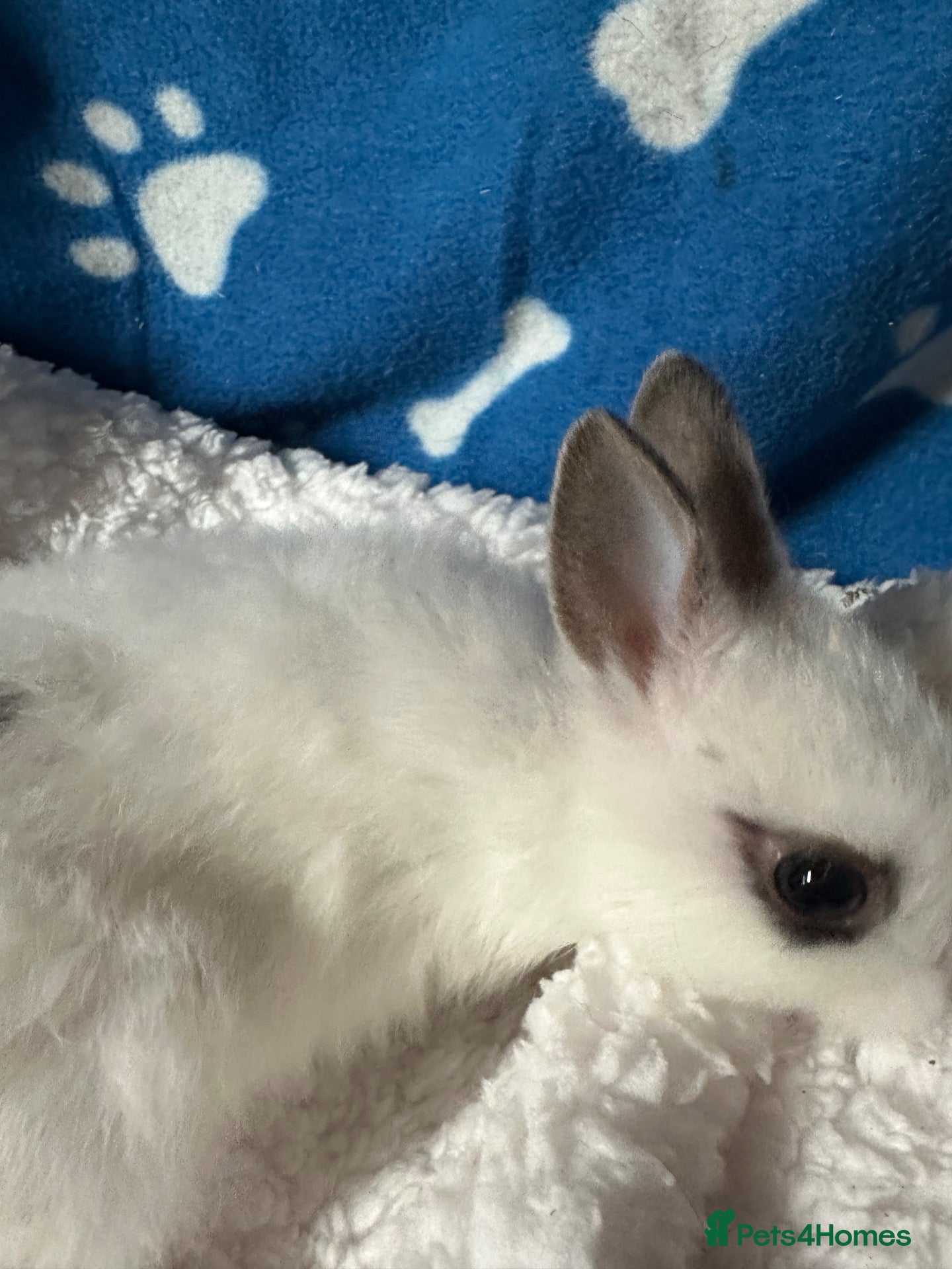 Netherland Dwarf rabbits Cute and fluffy Pure bred Netherland Dwarves - Advert 2