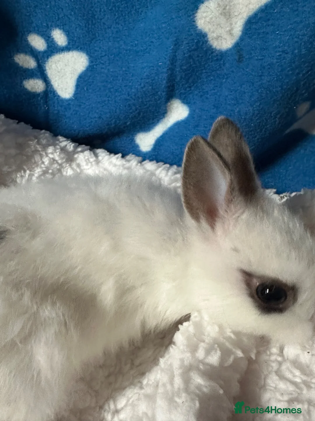 Netherland Dwarf rabbits for sale: Cute and fluffy Pure bred Netherland Dwarves - Advert 2