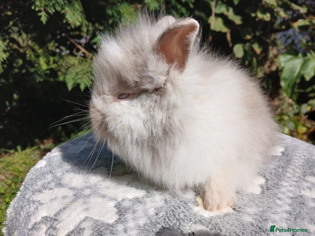 Lionhead rabbits for sale: Stunning DM Lionhead baby rabbits  - Image 3