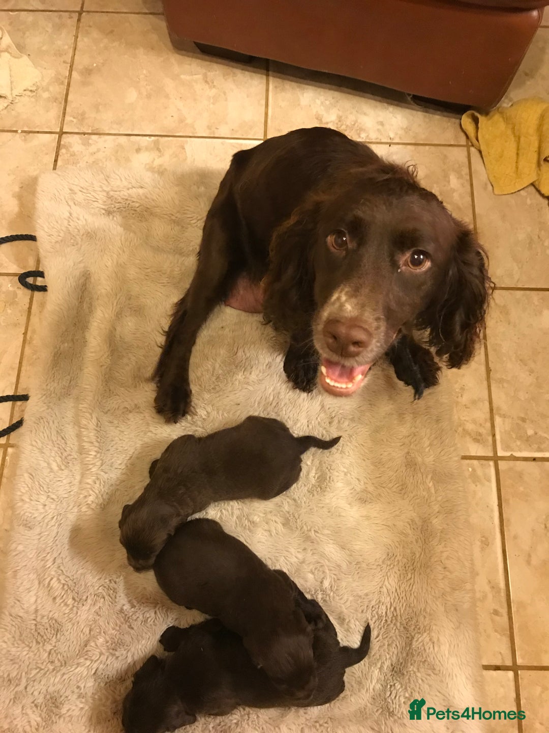 English Springer Spaniel dogs for sale: English springer spaniel puppies  - Advert 2