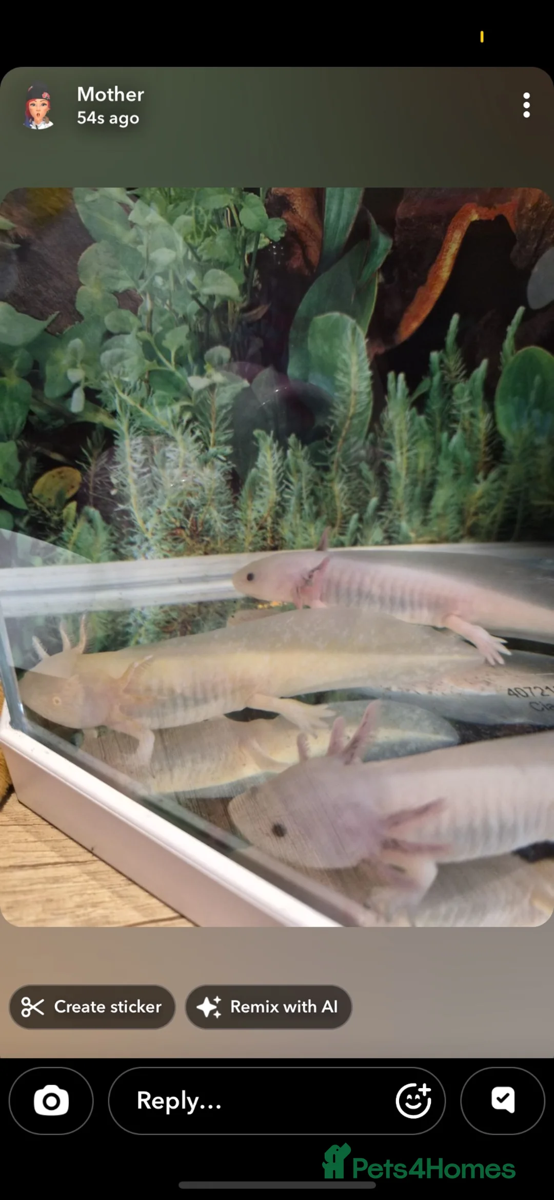 Axolotl reptiles for sale: 3 axolotls  - Advert 2