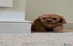 Cavapoo dogs for sale: !Ready now! F1 cavapoos kc reg parents - Image 14
