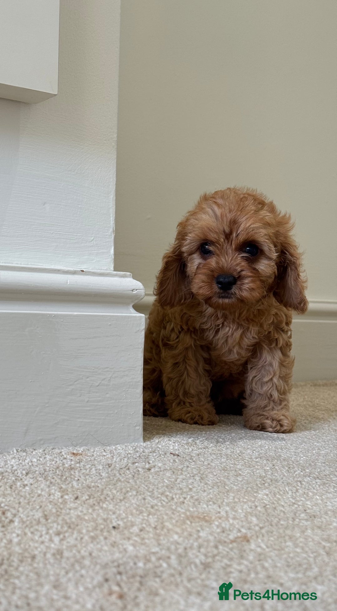 Cavapoo dogs for sale: !Ready now! F1 cavapoos kc reg parents - Image 14