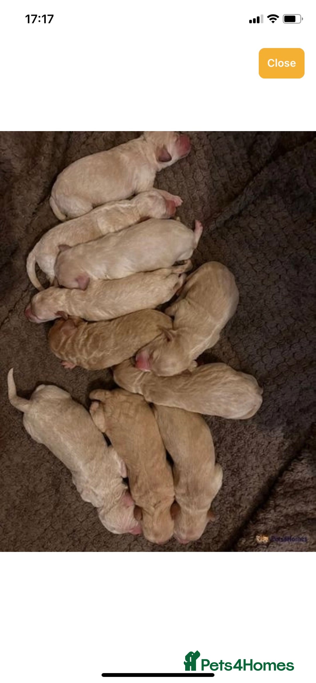 Labrador Retriever dogs for stud: Proven Health tested Lab Stud  in Chesterfield - Image 8