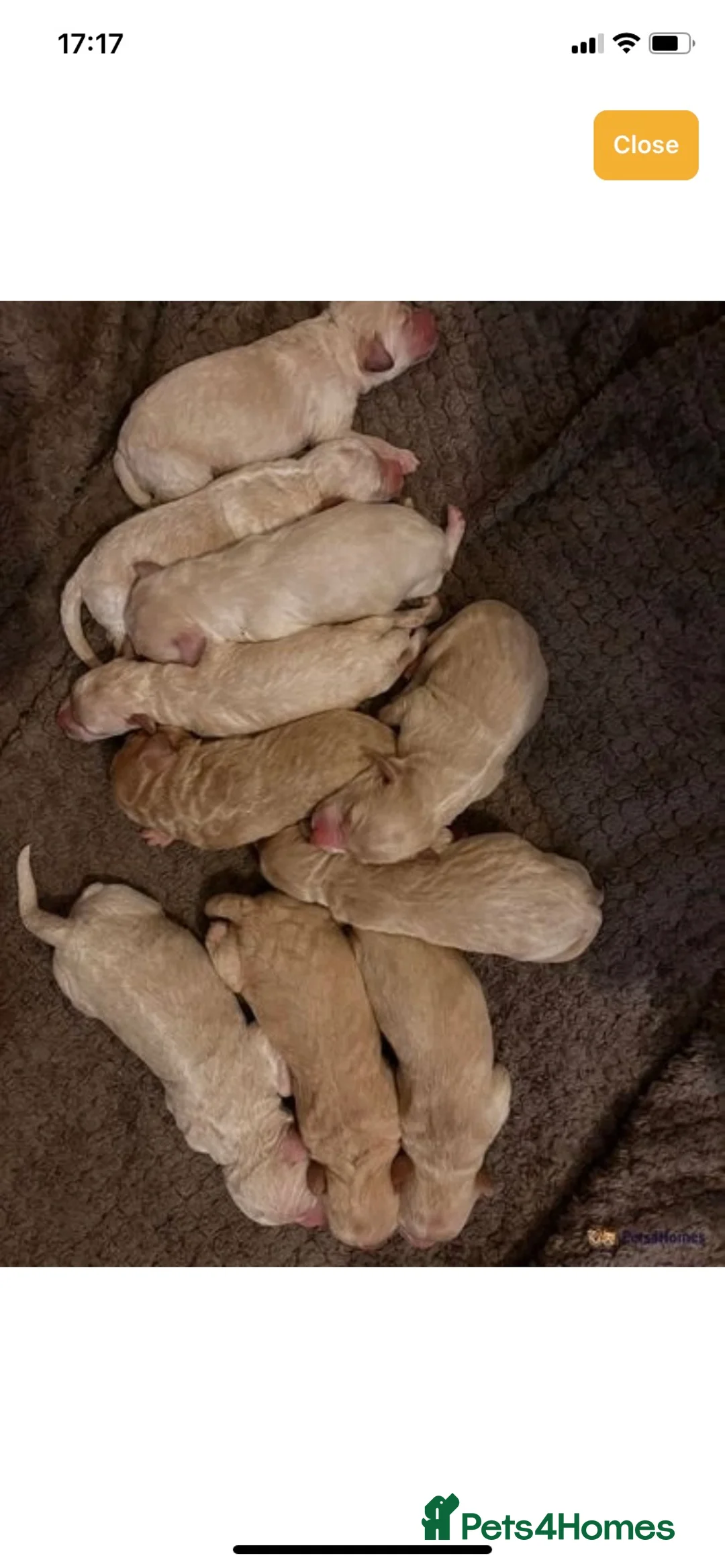 Labrador Retriever dogs for stud: Proven Health tested Lab Stud  in Chesterfield - Advert 9