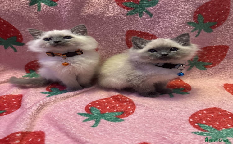 Ragdoll cats - Advert 9