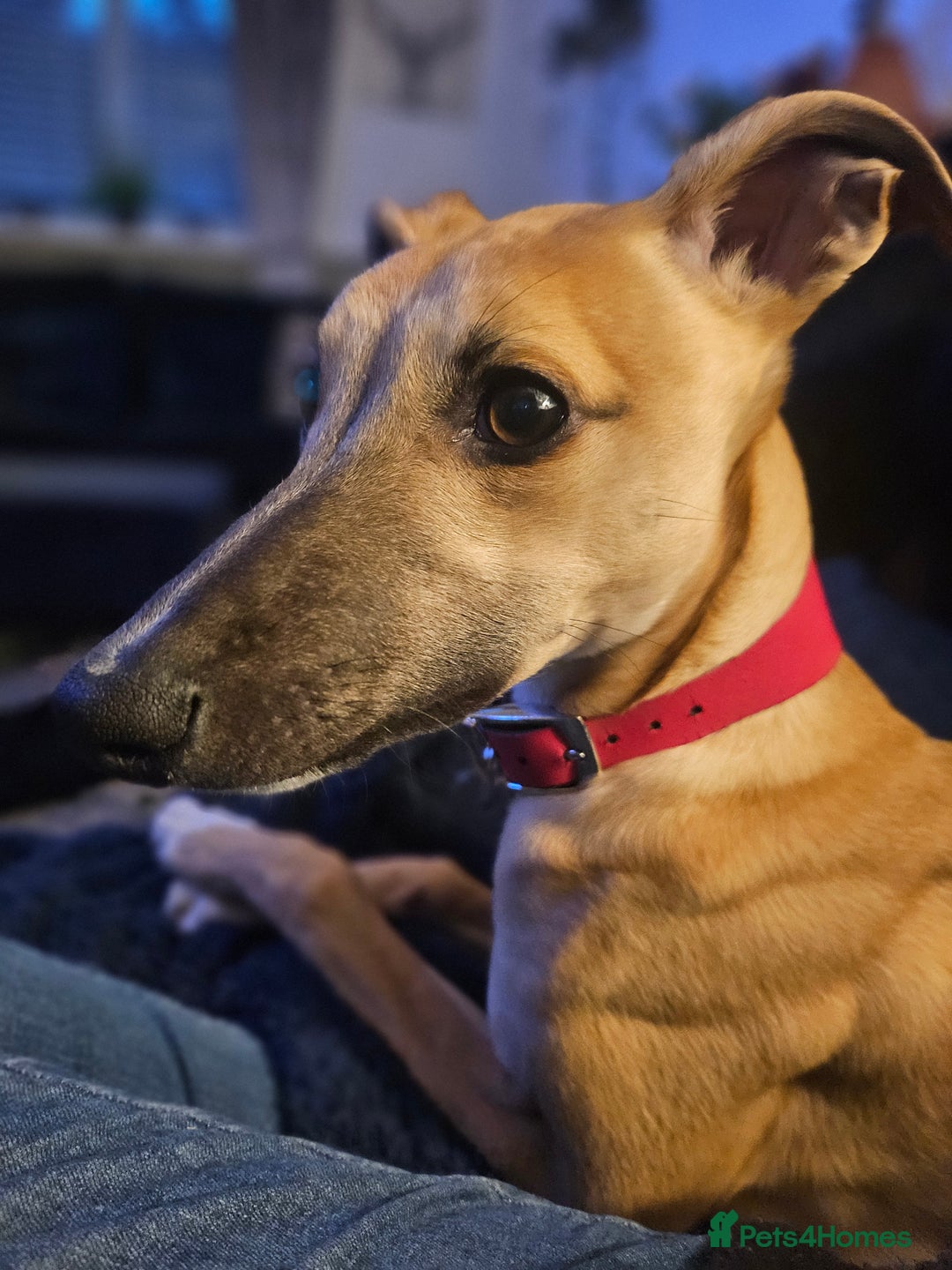 Whippet dogs for sale: Beautiful female whippet  - Advert 2
