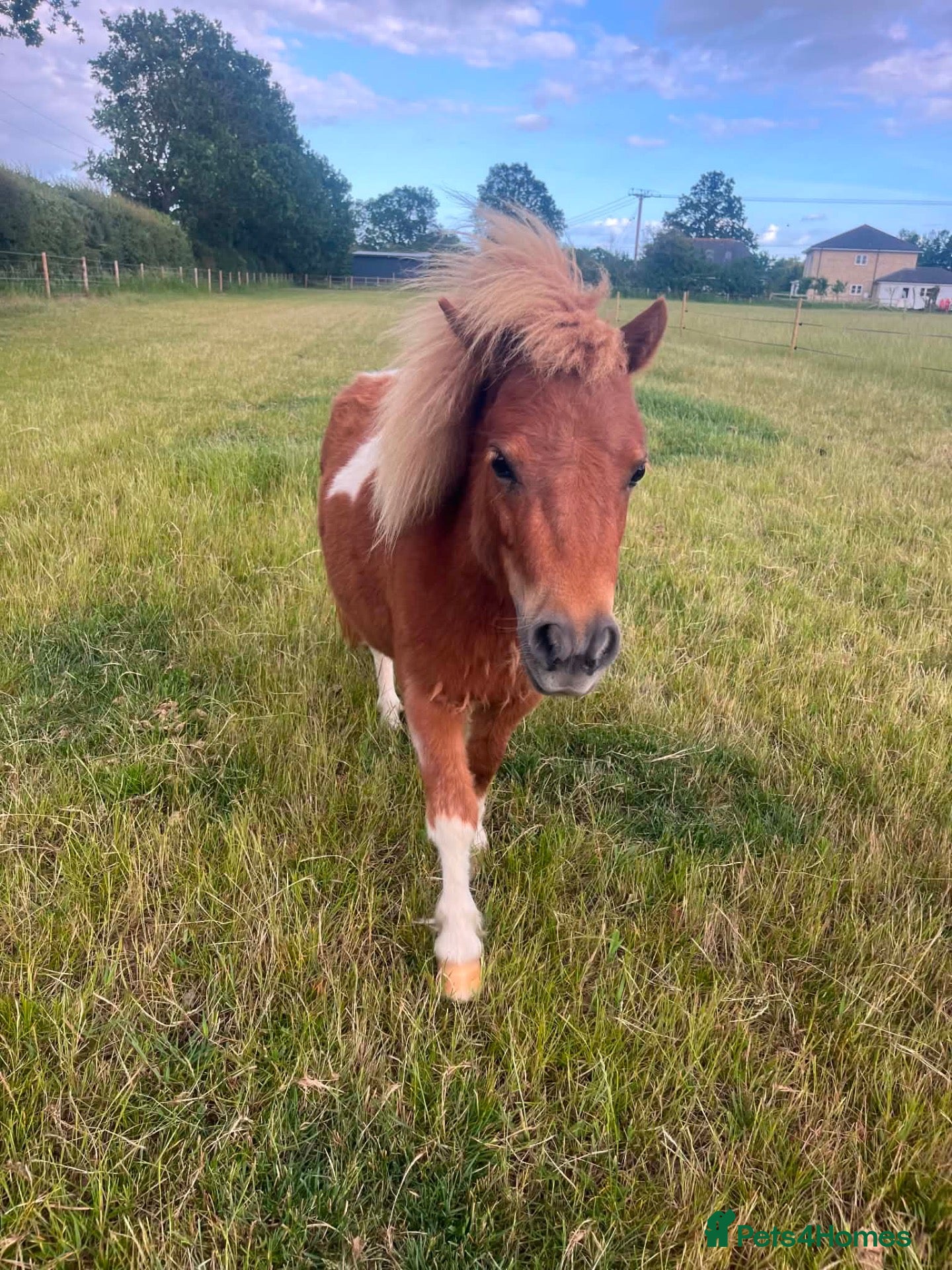 Shetland pony horses Mini shetland  - Advert 1
