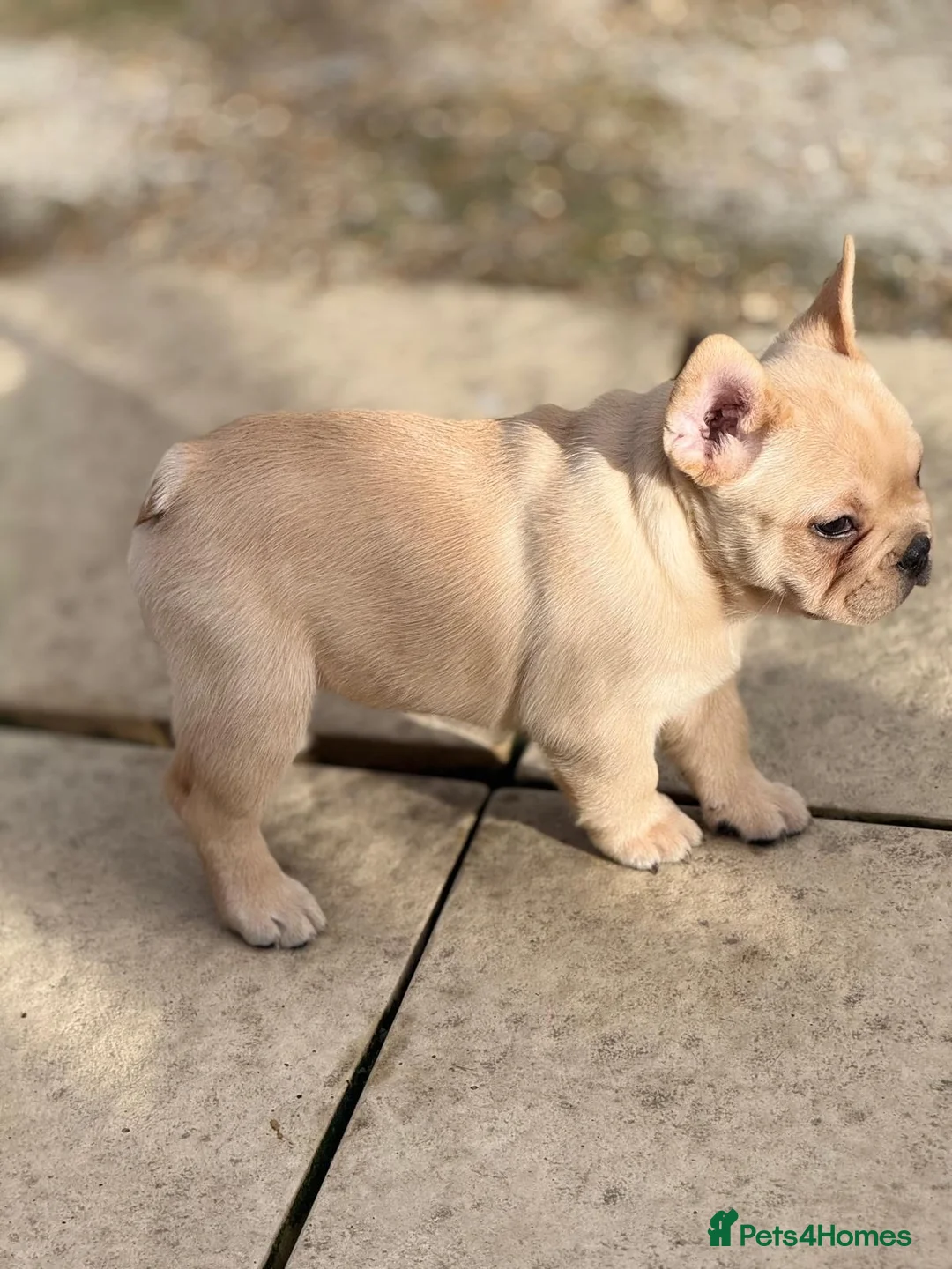 French Bulldog dogs for sale: Frenchies fluffy  in Hounslow - Advert 9