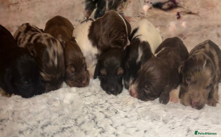Cocker Spaniel dogs - Advert 12