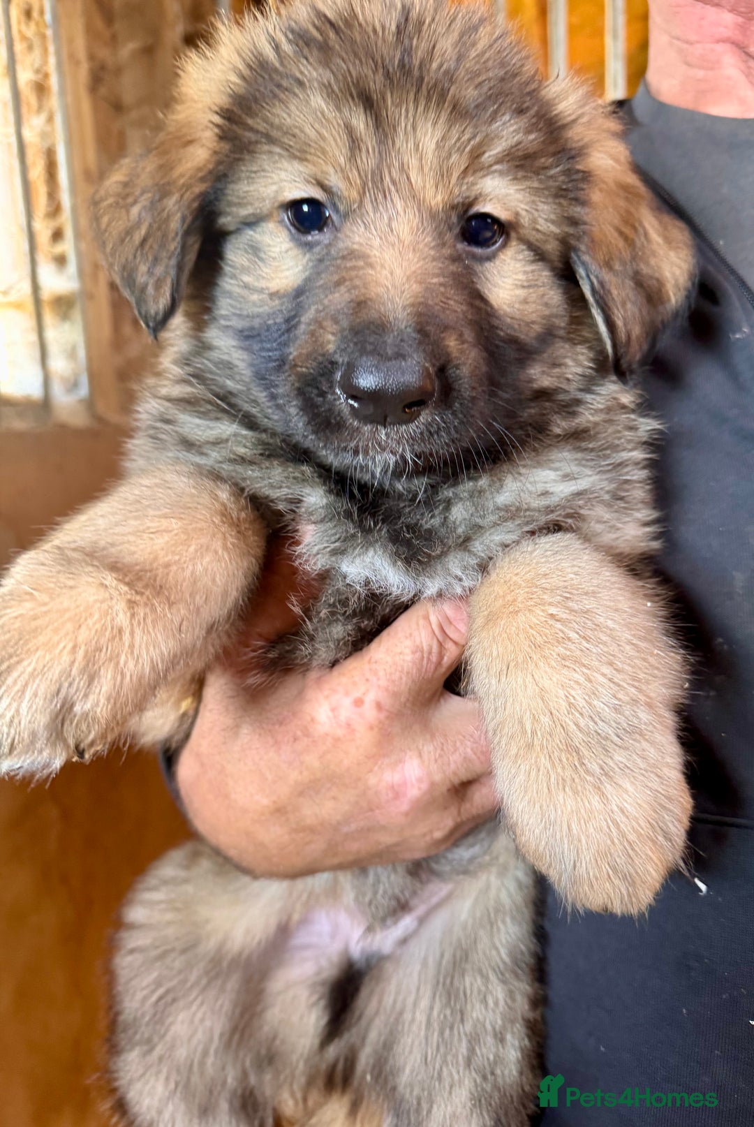 German Shepherd dogs for sale: 4 stunning german Shepherd pups. Very chunky.  - Image 5