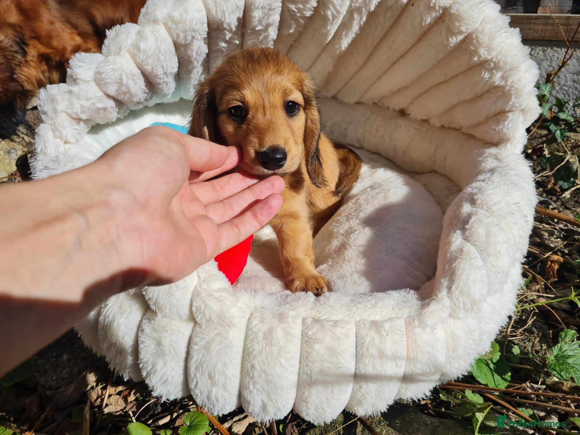 Dachshund dogs Pra clear,Last 3 beautiful LH Dachshund puppies💗 - Advert 17