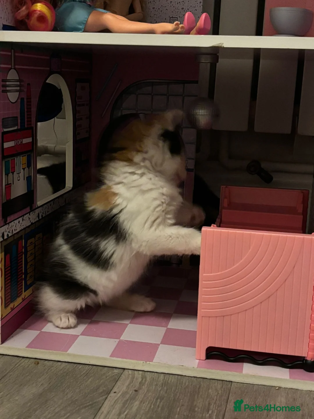 Mixed Breed cats for sale: Last baby girl is ready  - Advert 2