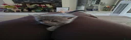 Mixed Breed cats for sale: Outstanding gorgeous, beautiful playful Kittens  in Ipswich - Advert 6