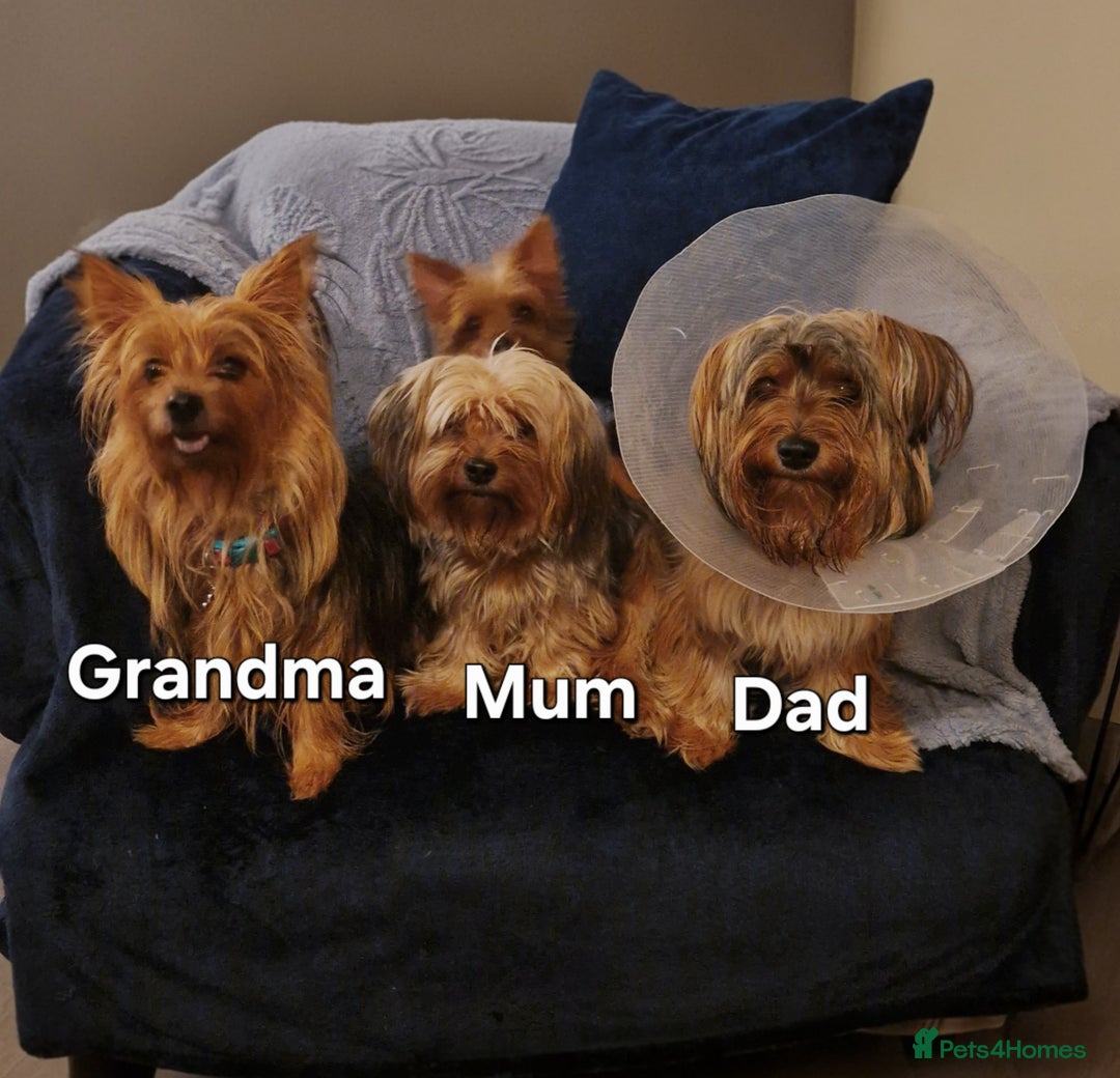 Yorkshire Terrier dogs for sale: 6 GORGEOUS YORKSHIRE TERRIER PUPS. STANDARD SIZE! - Advert 11