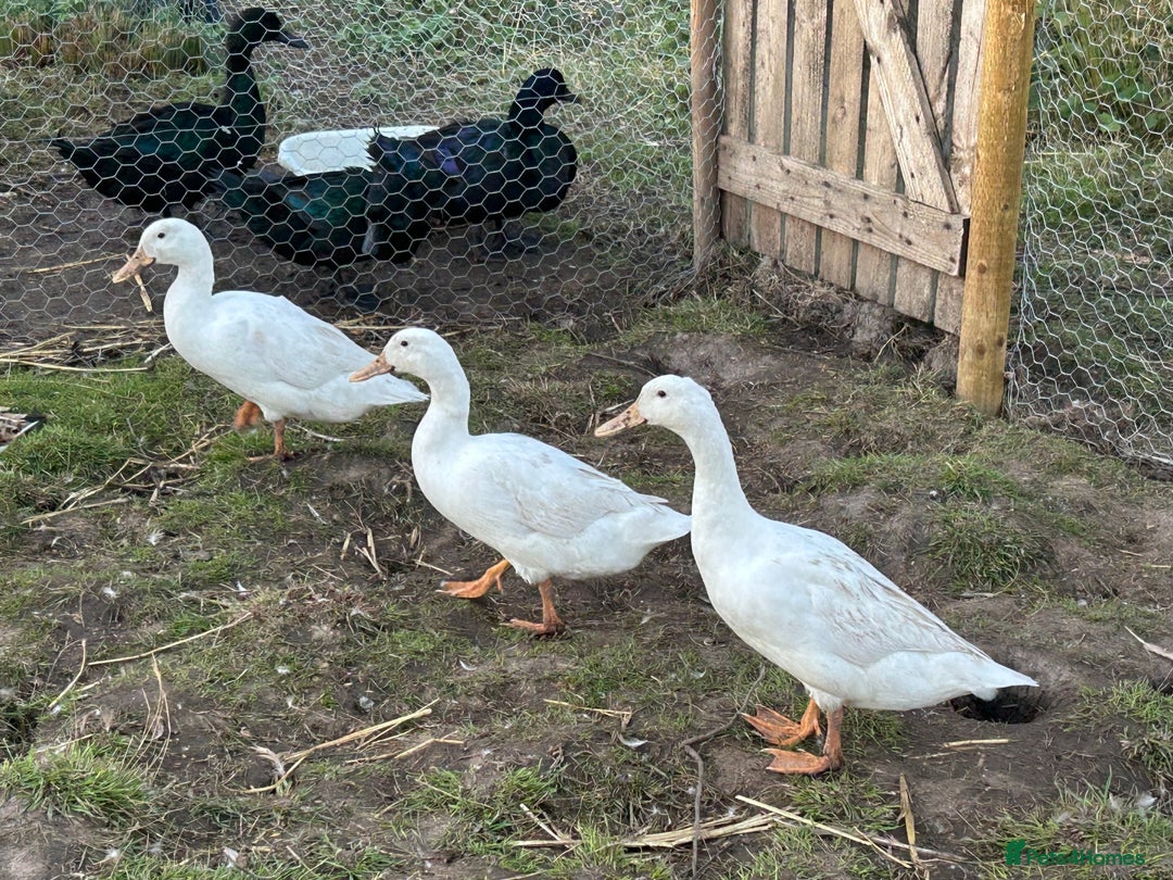 Mixed Breed poultry for sale: Selection of Poultry Available (See description) - Image 3