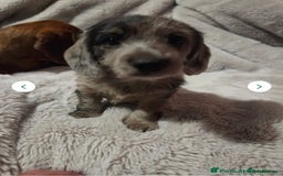 Doxiepoo dogs for sale: Doxipoo  - Image 6