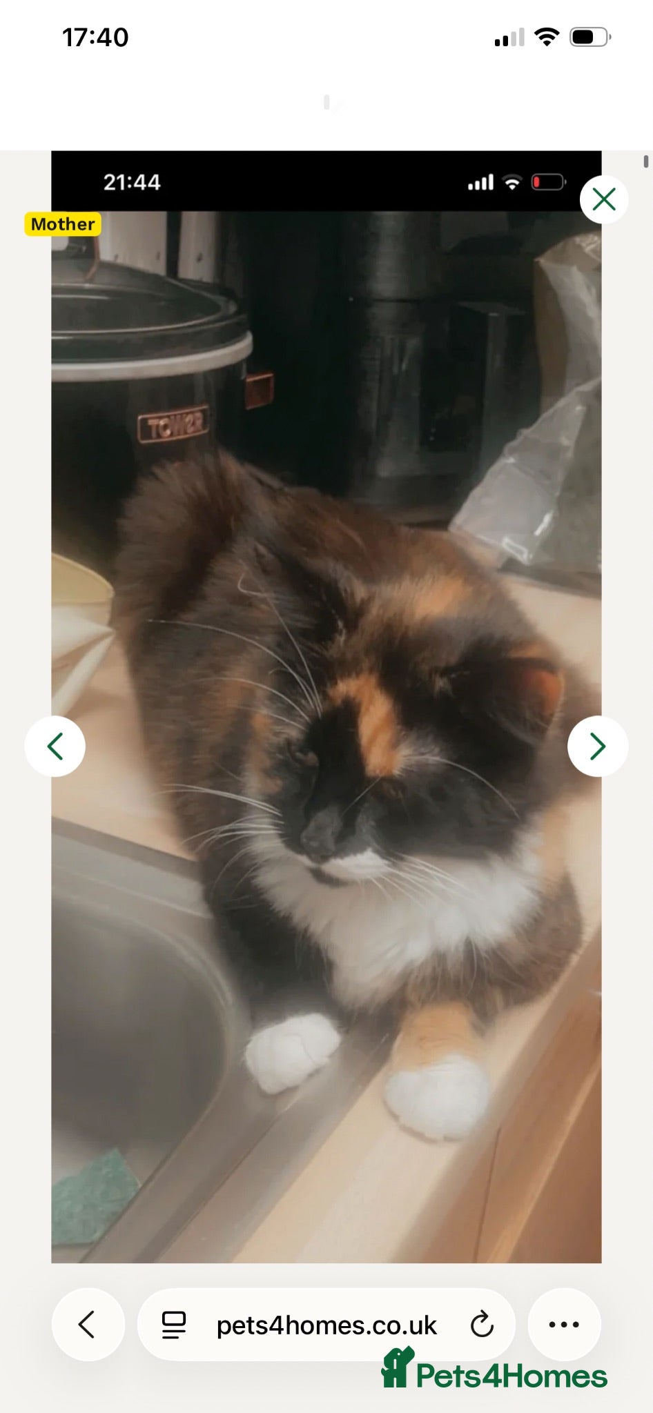 Mixed Breed cats Kitten looking for forever home  - Advert 3