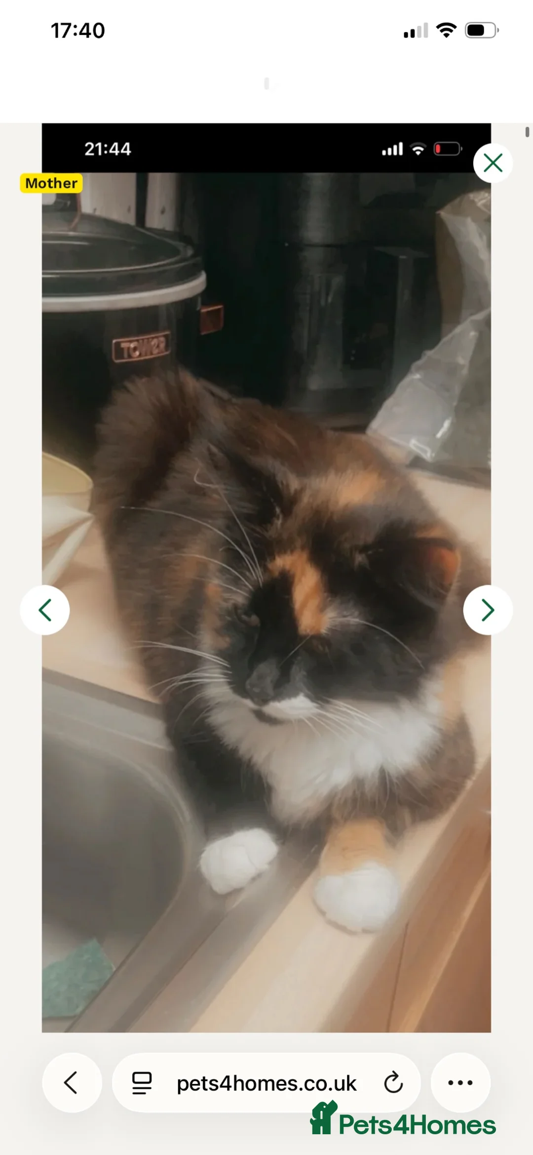 Mixed Breed cats for sale: Kitten looking for forever home  - Advert 1