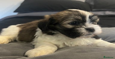 Mixed Breed dogs - Advert 6
