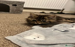 Siberian cats for sale: Purebred Siberian  - Image 7