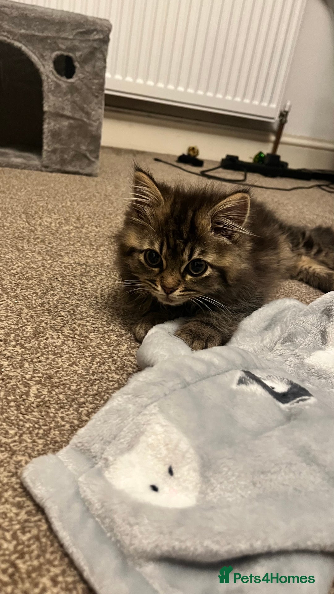 Siberian cats for sale: Purebred Siberian  - Image 7
