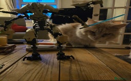 Maine Coon cats for stud: Eric Cartman - Image 2