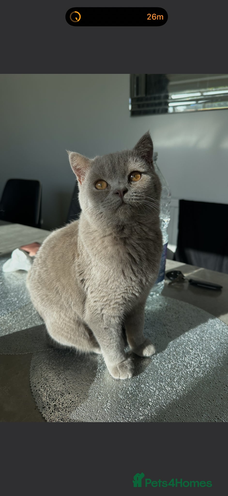 British Shorthair cats Rare Lilac British Shorthair Male Simba - Advert 16