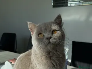 British Shorthair cats Rare Lilac British Shorthair Male Simba - Advert 16
