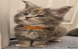 Maine Coon cats for sale: BEAUTIFUL FLUFFY BABIES  - Image 4