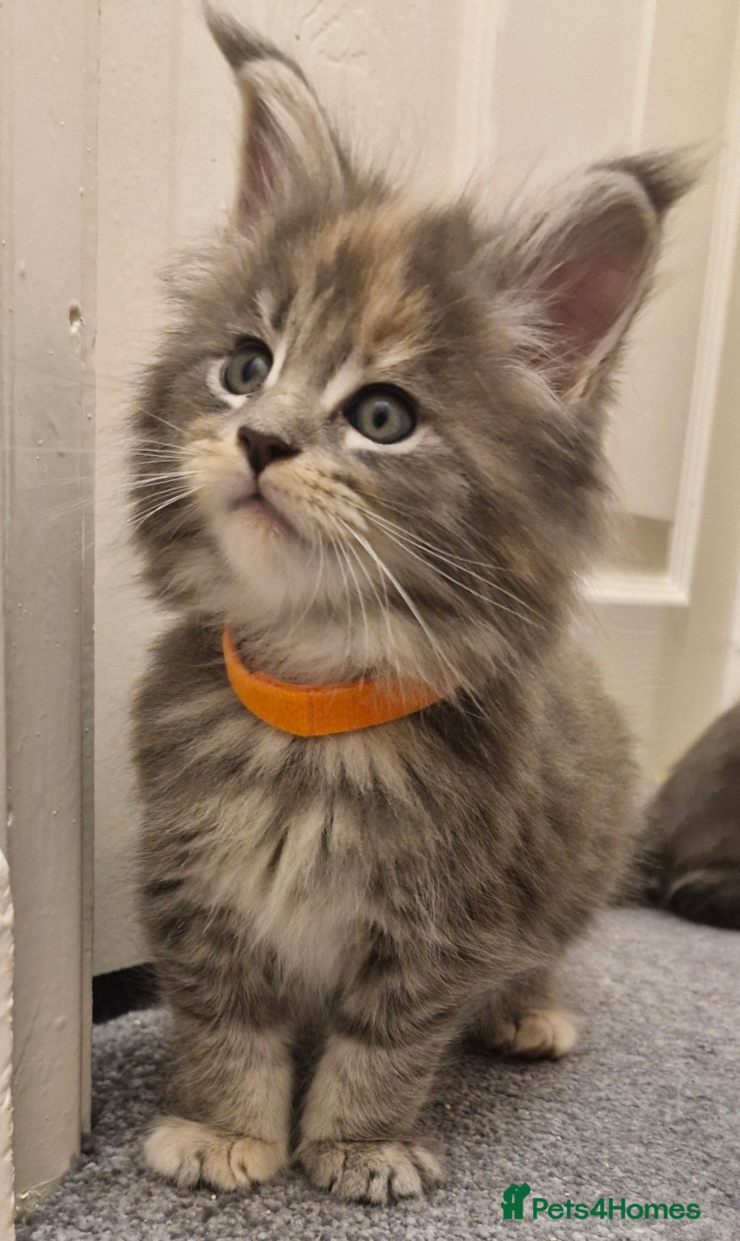 Maine Coon cats for sale: BEAUTIFUL FLUFFY BABIES  - Image 4