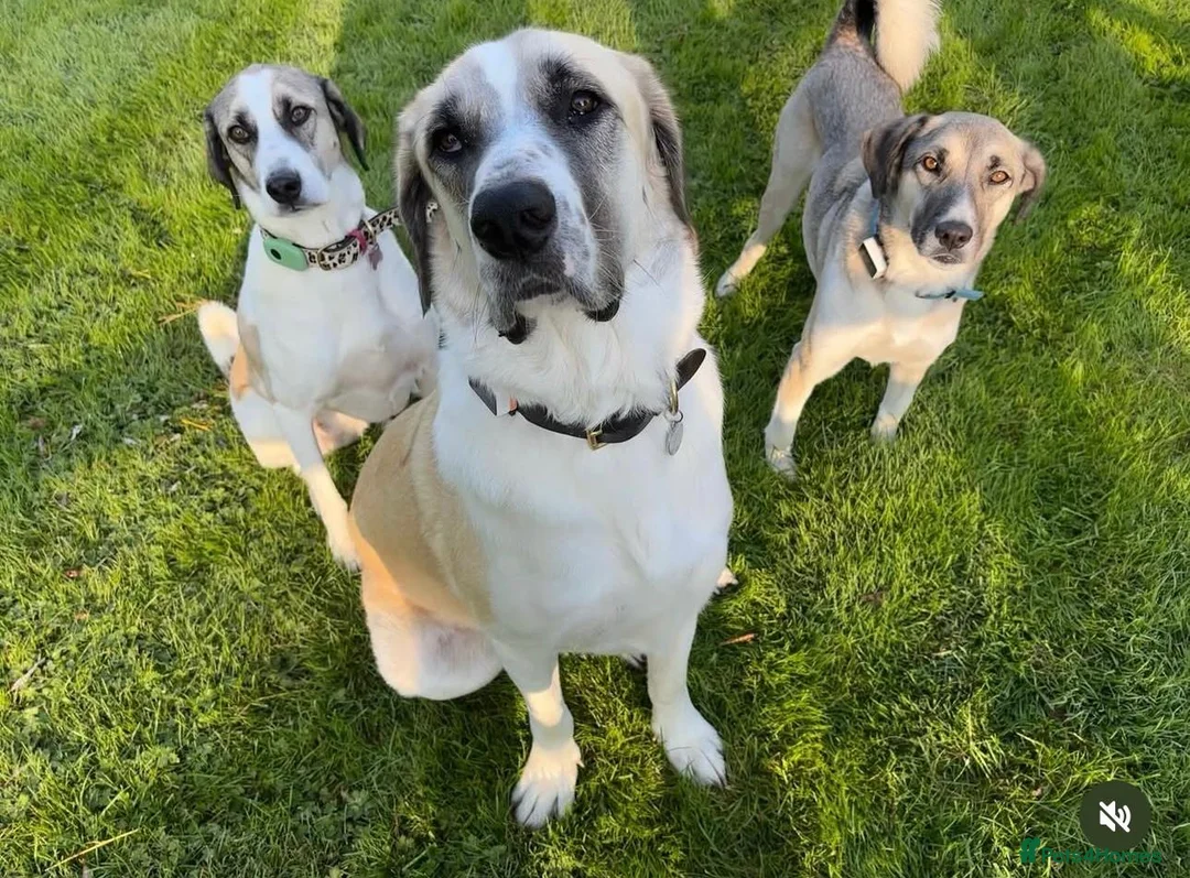 Mixed Breed dogs for adoption: Dexter The Gentle Giant ❤️ - Advert 4