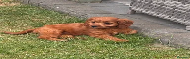 Cavapoo 1