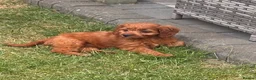 Cavapoo dogs for sale: F1 Cavapoo Puppies for sale  - Advert 9