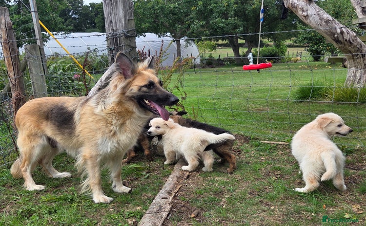 German Shepherd dogs - Advert 1
