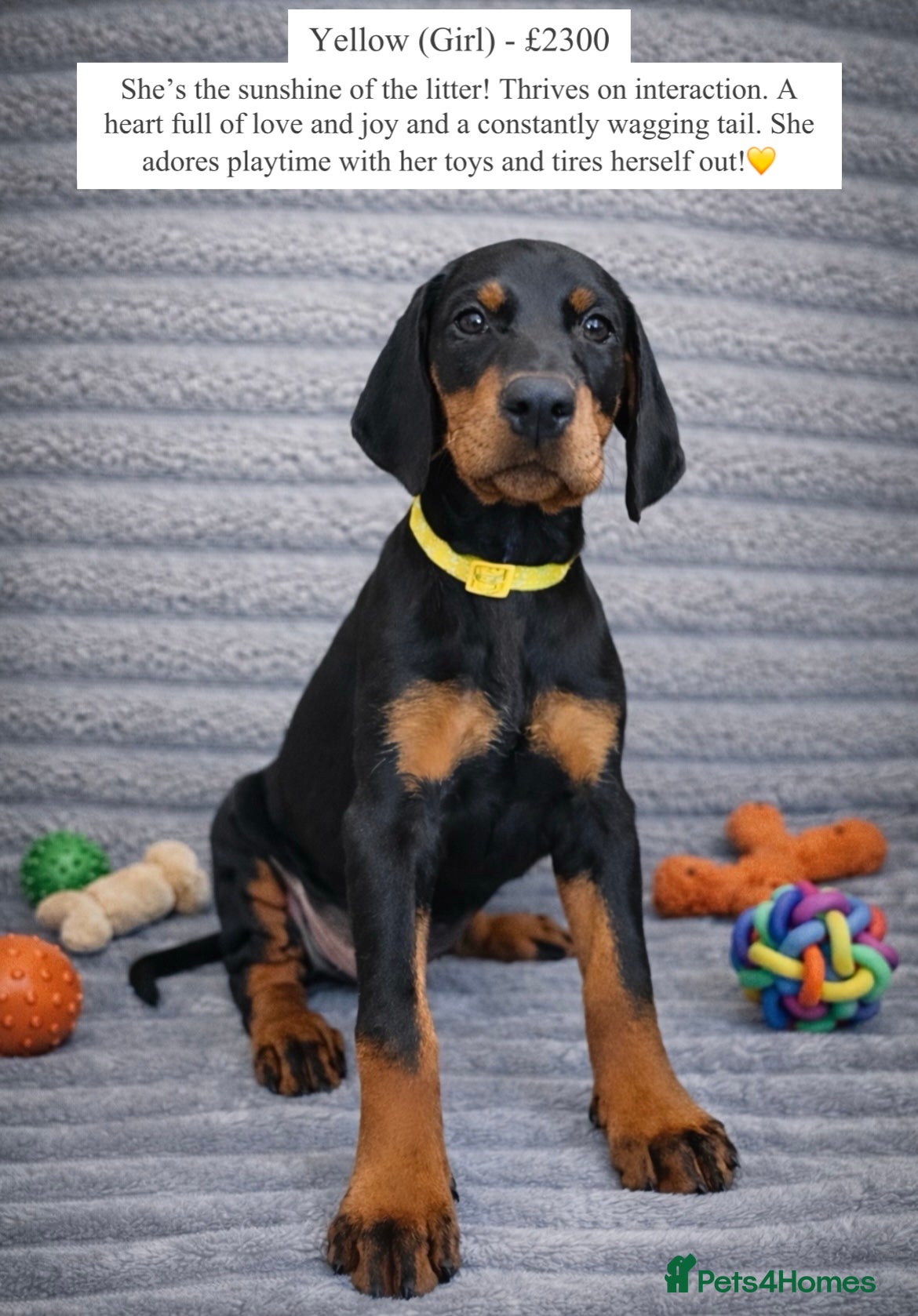 Dobermann dogs Top KC Registered Doberman Pups! 🩷 Ready on 21st! - Advert 11