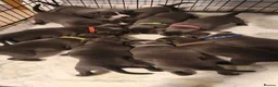 Staffordshire Bull Terrier dogs for sale: Blue Staffordshire bull terrier puppies 🐶🐕🐾 - Advert 14