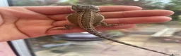 Bearded Dragon reptiles for sale: Super friendly bearded dragons - Advert 3