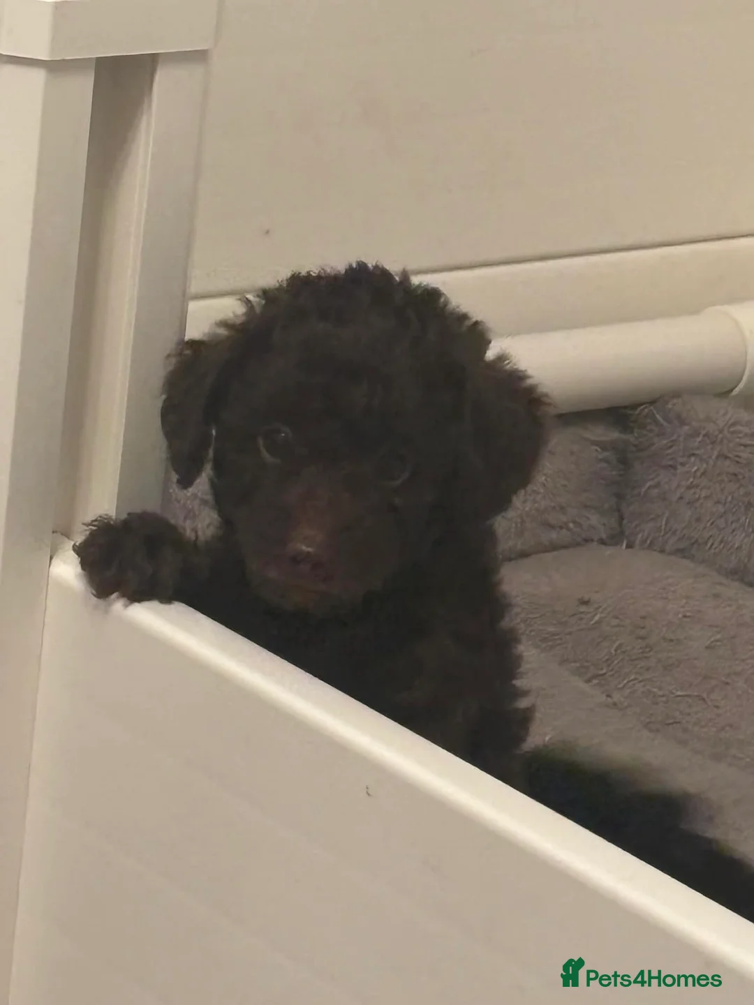 Labradoodle dogs for sale: Exceptional Miniature Labradoodle Girls  - Advert 2