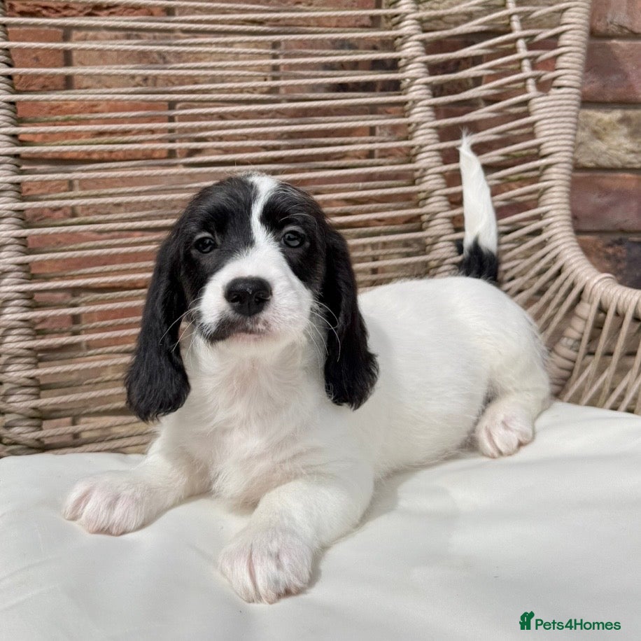 Mixed Breed dogs ⭐️⭐️Poogle Puppies (Beagle x Miniature Poodle)⭐️⭐️ - Advert 2