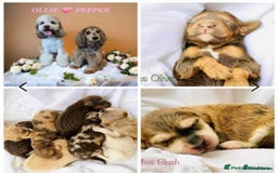 Goldendoodle dogs for stud: FULLY HEALTH TESTED! MOYEN POODLE STUD! in Kettering - Image 34