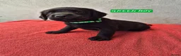 Springador dogs for sale: Springador Puppies - Advert 7
