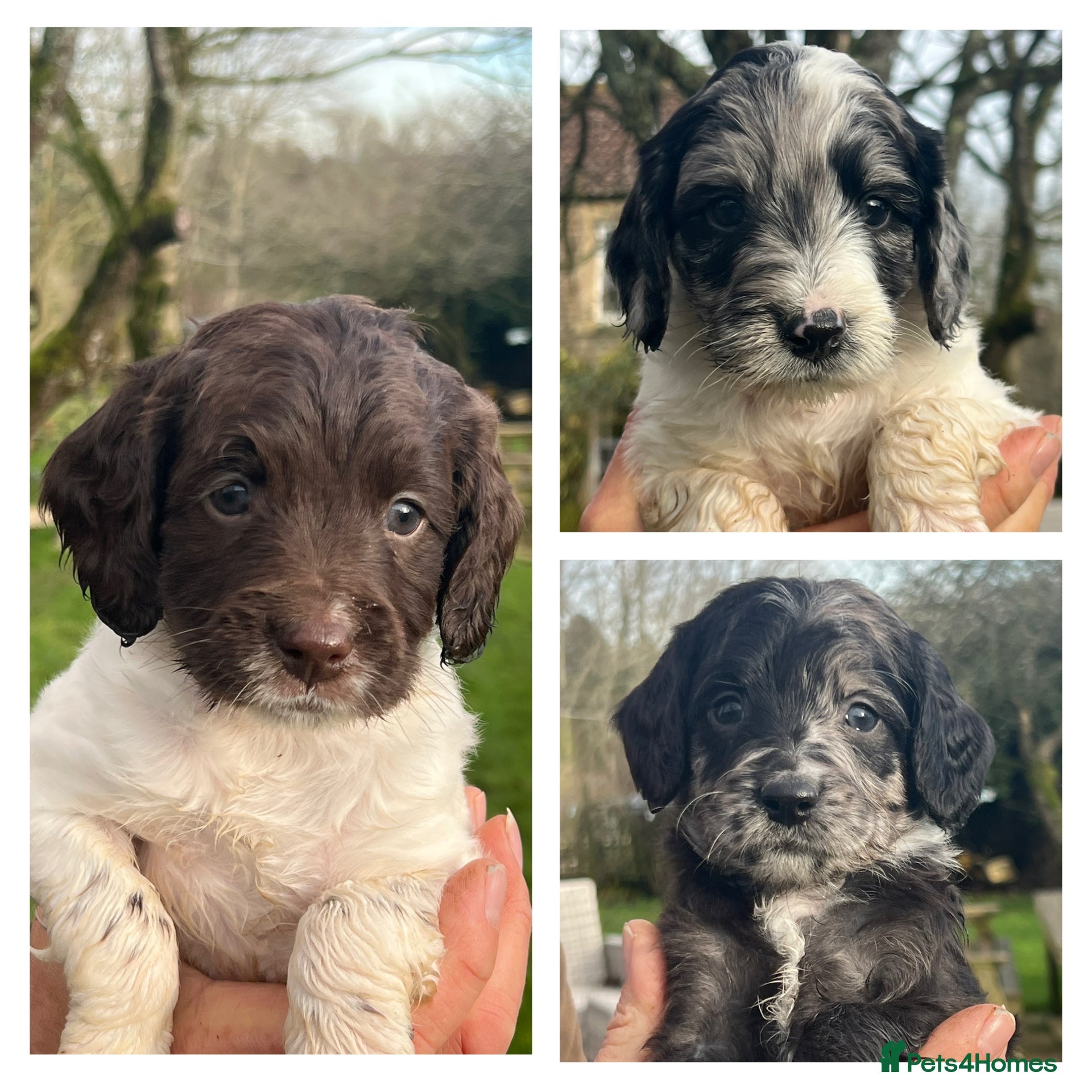 Sproodle dogs Merle F1 Sproodles 5⭐️Licenced Breeder full DNA - Advert 1