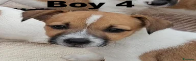 Jack Russell 4