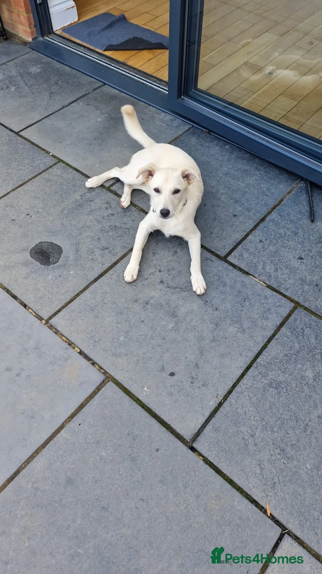 Mixed Breed dogs for adoption: ❤️🐶 TOSCA – A LITTLE RAY OF SUNSHINE in Nottingham - Advert 2