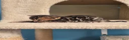 Bengal cats for sale: TICA Registered Stunning Bengal Kittens  - Advert 15