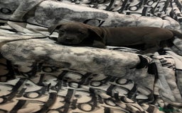 Cane Corso dogs for sale: Stunning puppies  - Image 6